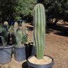 Cardon Cactus &