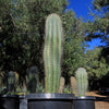 Cardon Cactus &