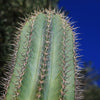 Cardon Cactus &