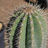 Cardon Cactus &