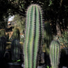 Cardon Cactus &