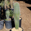 Cardon Cactus &