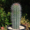 Cardon Cactus &