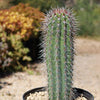 Cardon Cactus &