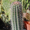 Cardon Cactus &