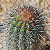 Cardon Cactus &