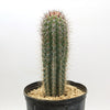 Cardon Cactus &