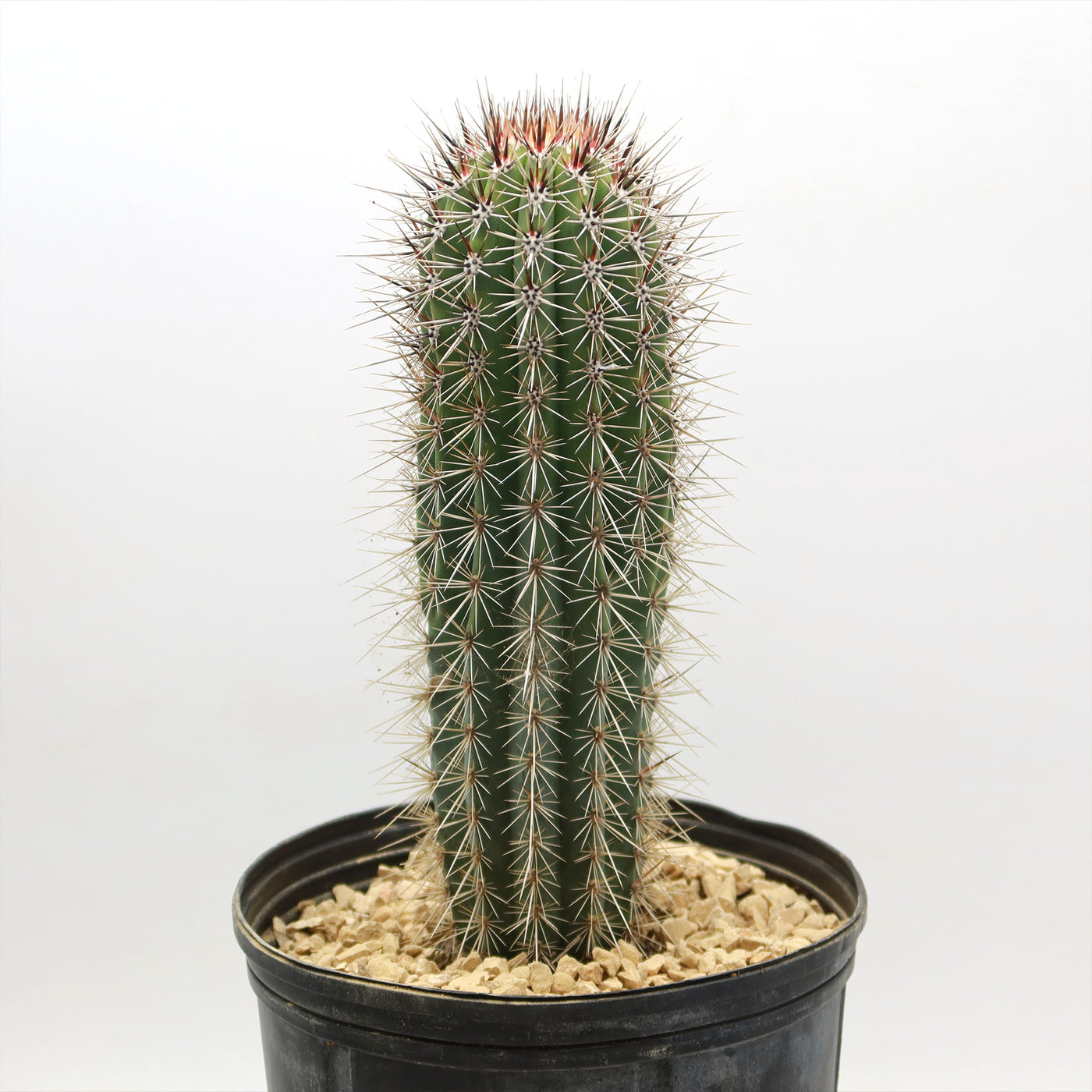 Shop Cardon Cactus Pachycereus Pringlei Care And Growing Guide shop-cardon-cactus-pachycereus-pringlei-care-and-growing-guide