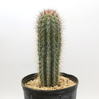 Giant Cardon Cactus ‘Pachycereus pringlei’ - Shop Online at Planet Desert