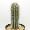 Cardon Cactus &