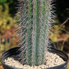 Cardon Cactus &