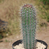 Cardon Cactus &