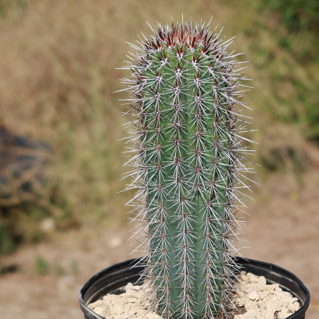 Cardon Cactus &
