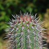 Cardon Cactus &