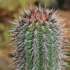 Cardon Cactus &