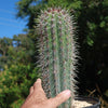 Cardon Cactus &