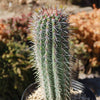 Cardon Cactus &