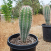 Cardon Cactus &