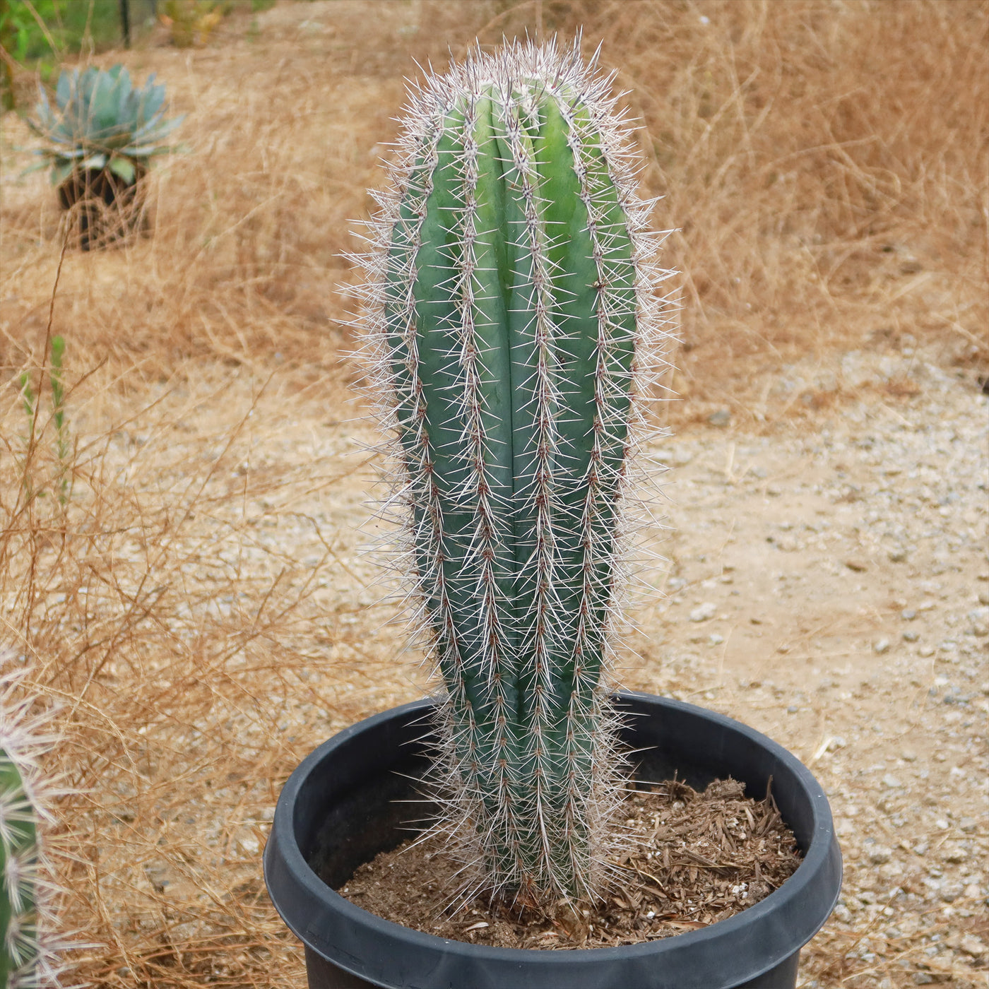 Giant Cardon or False Saguaro - Pachycereus pringlei