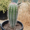 Cardon Cactus &