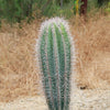 Cardon Cactus &