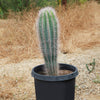 Cardon Cactus &