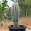 Cardon Cactus &