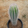 Cardon Cactus &