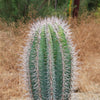 Cardon Cactus &