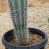 Cardon Cactus &