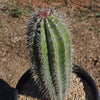 Cardon Cactus &