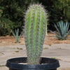 Cardon Cactus &