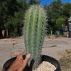 Cardon Cactus &