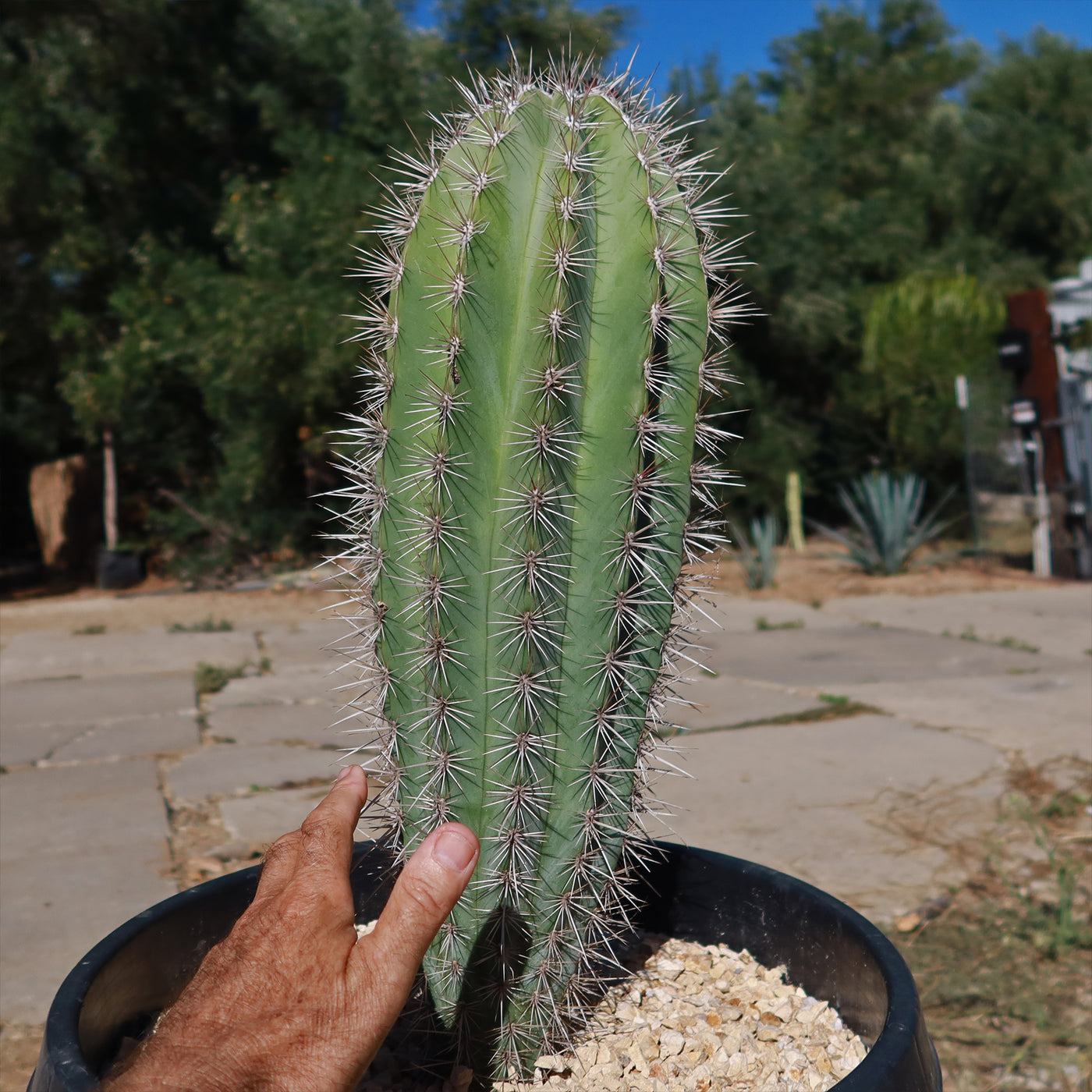Giant Cardon or False Saguaro - Pachycereus pringlei