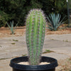 Cardon Cactus &