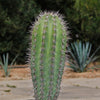 Cardon Cactus &