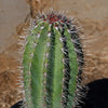 Cardon Cactus &