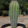 Cardon Cactus &