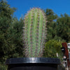 Cardon Cactus &