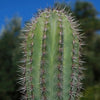 Cardon Cactus &