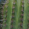 Cardon Cactus &