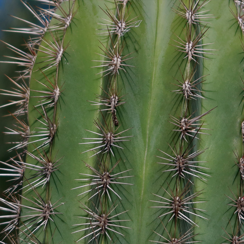 Cardon Cactus &