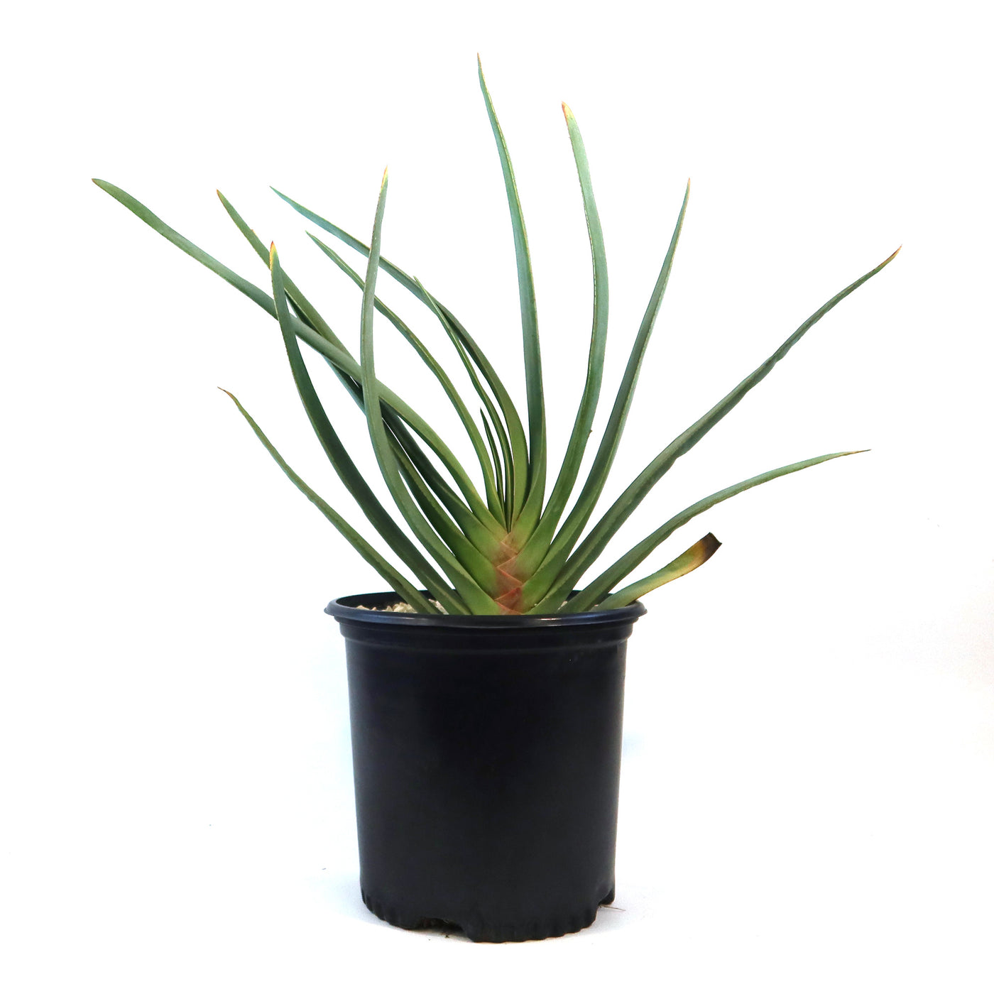 fan aloe vera plant Fan Aloe 'Aloe plicatilis'