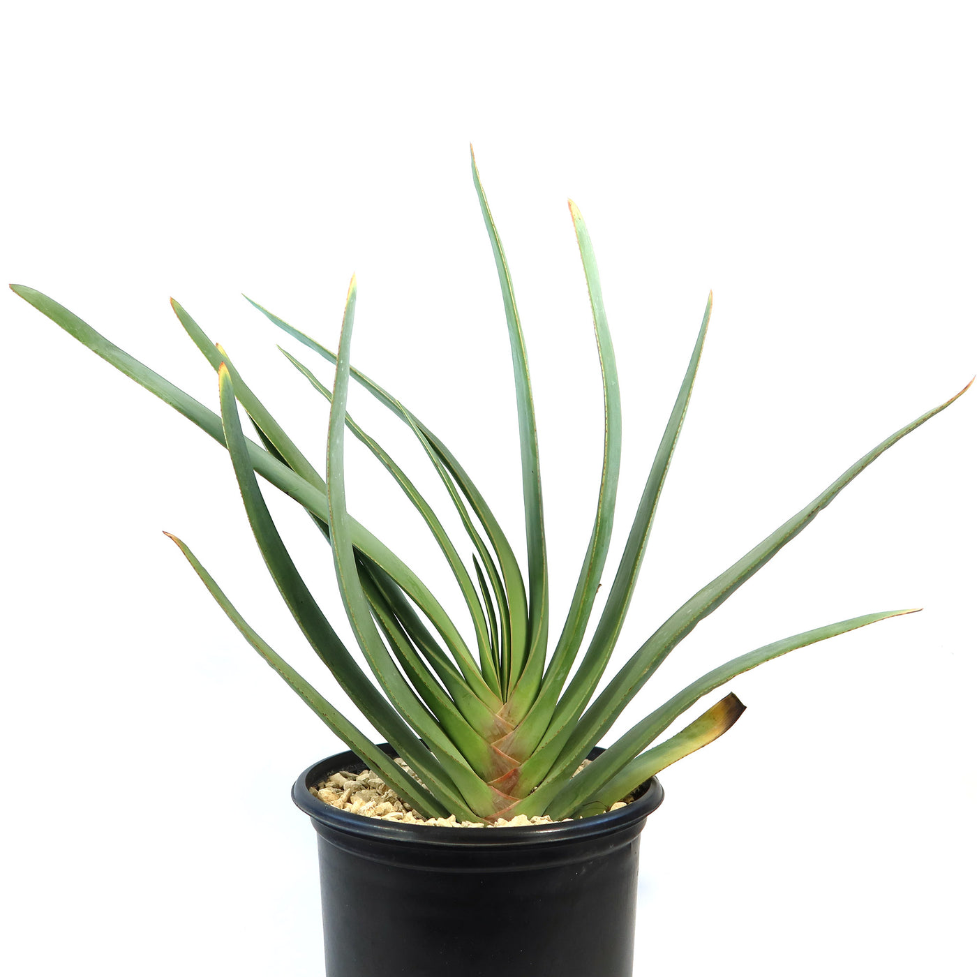 aloe vera air plant Fan Aloe 'Aloe plicatilis'