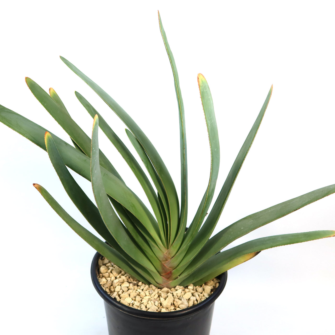 aloe plicatilis pflege Fan Aloe 'Aloe plicatilis'