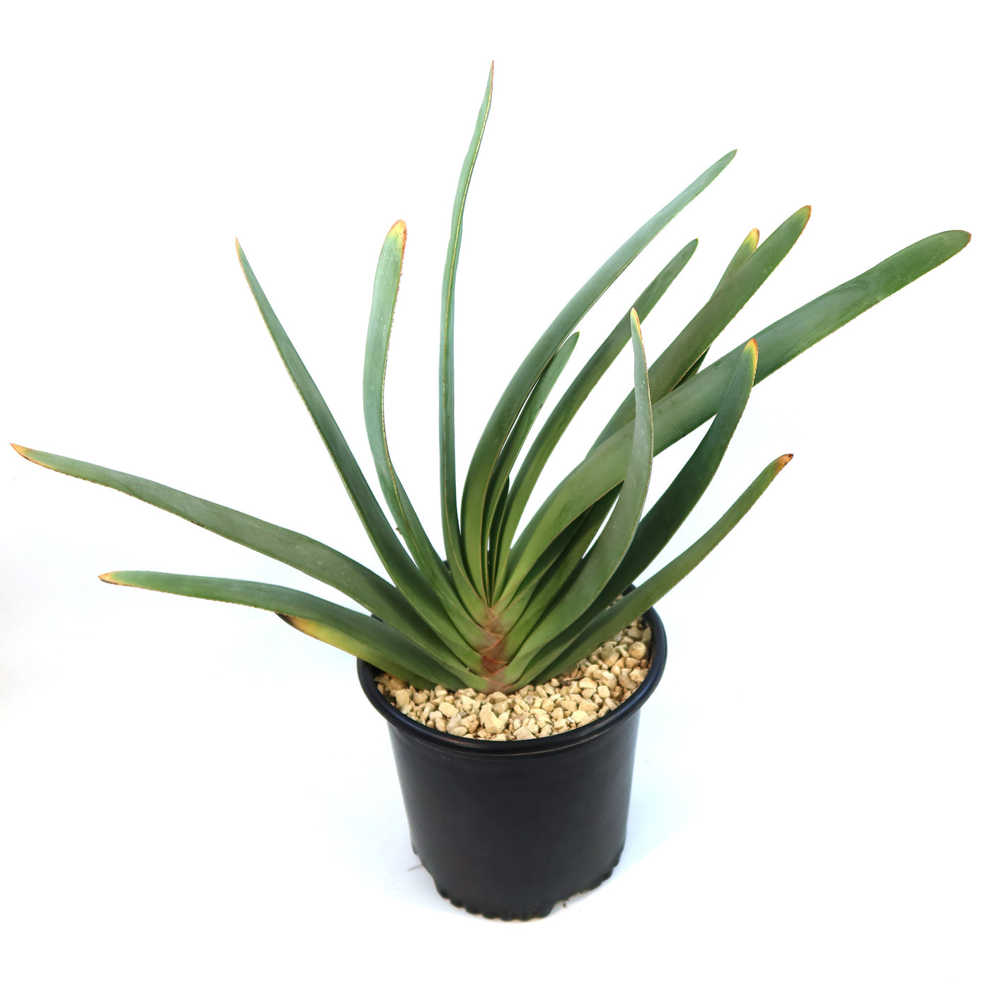 Fan Aloe 'Aloe plicatilis'