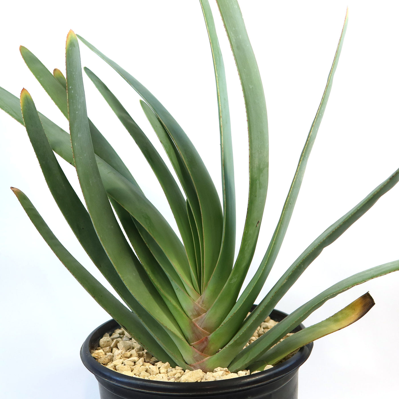 Fan Aloe 'Aloe plicatilis'