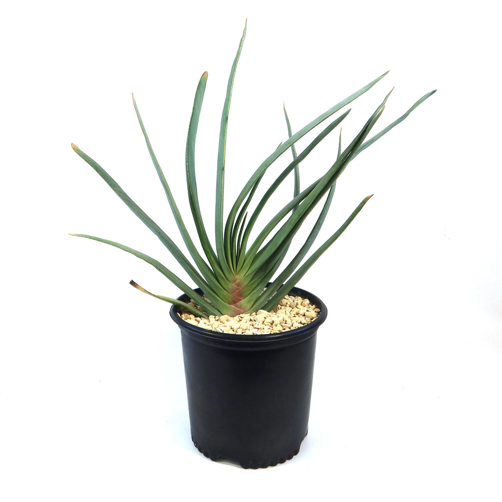 Fan Aloe - Aloe plicatilis