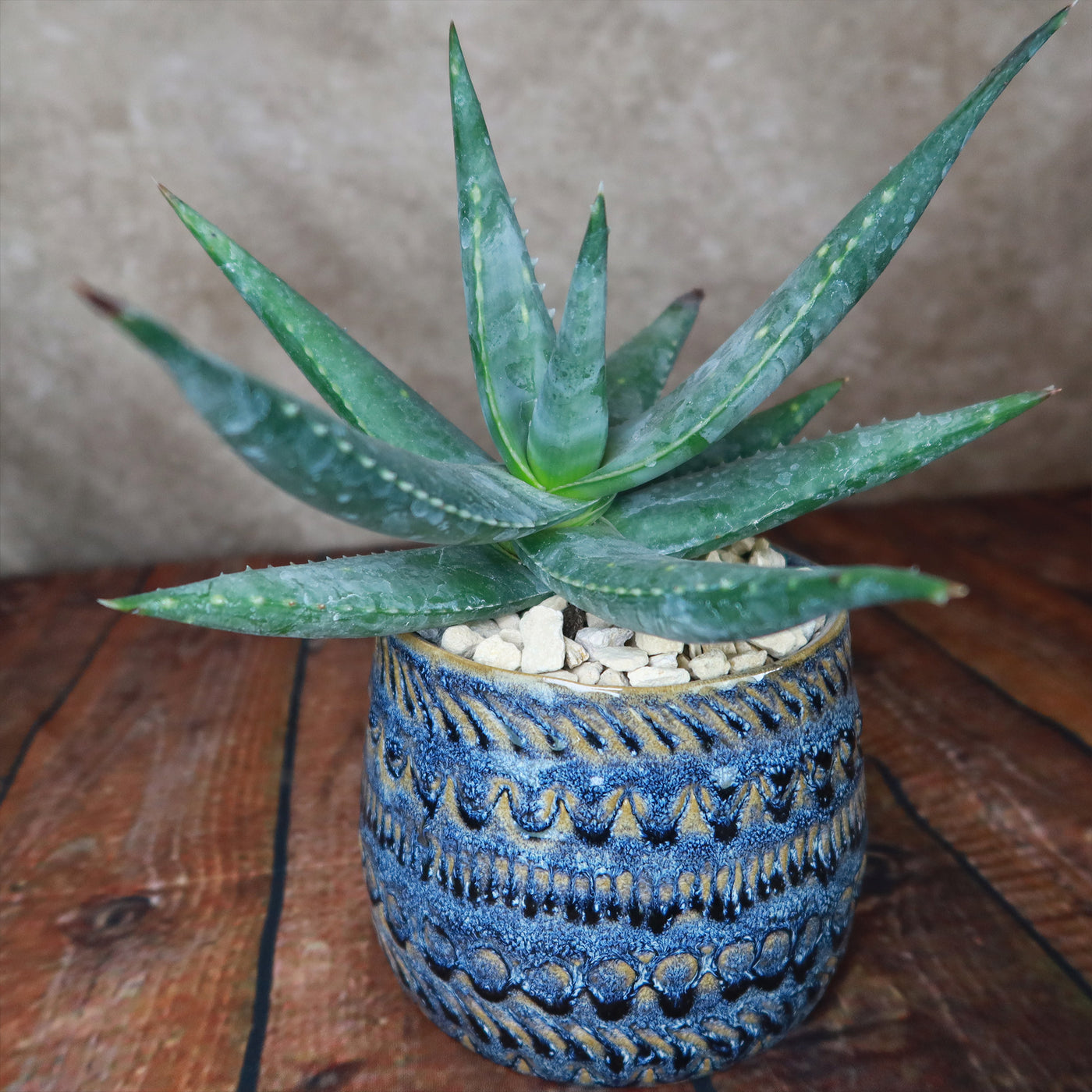 fancy plant pot Fancy Blue Pot – Planet Desert