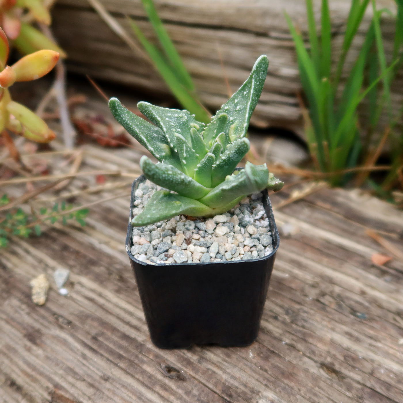 Faucaria tuberculosa soto